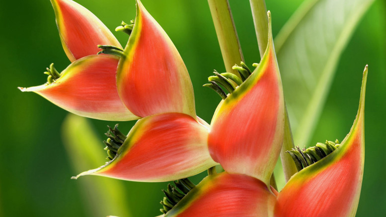 Red Heliconia flower